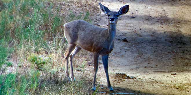 Gray deer on sale