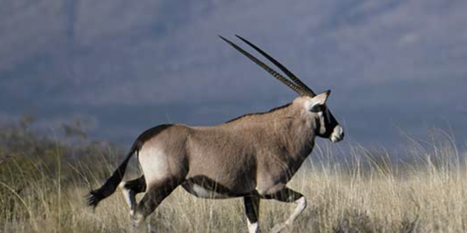 New Mexico Oryx- An Amazing North American Hunting Experience!
