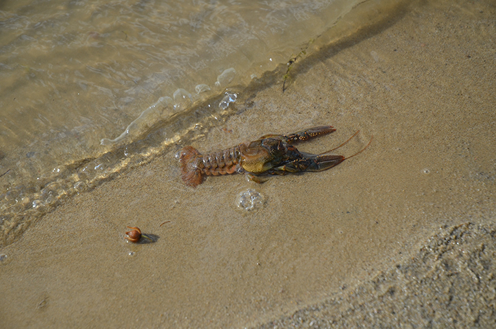 Pescando con la mejor carnada para ríos de agua turbia. 