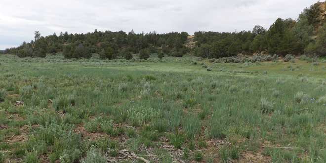 Hábitat – porque toda la vida silvestre depende de él - Foto tomada después de un proyecto de mejora del hábitat en el Bosque Nacional Carson.