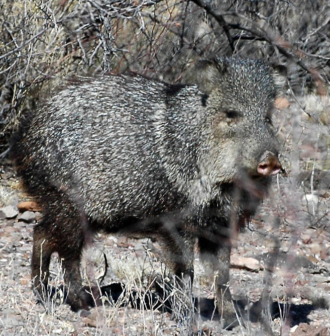 Javelina, what are they, and where can you see one? New Mexico