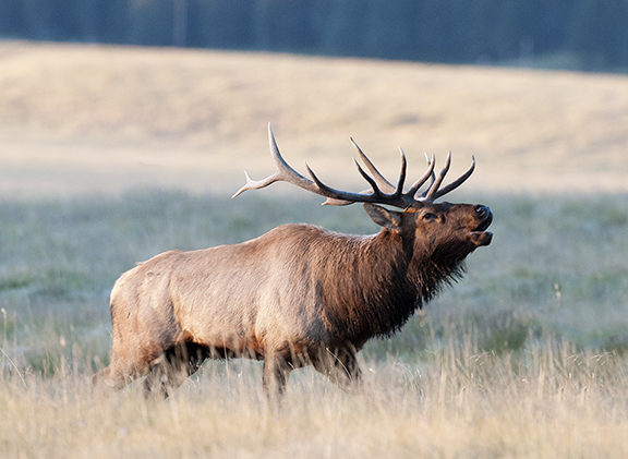 elk hunting new mexico 2024