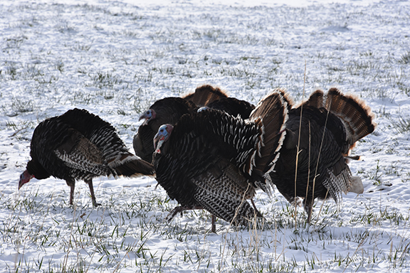 2023 2024 Turkey Hunting Forecast New Mexico Wildlife Magazine   Turkey Photo2 