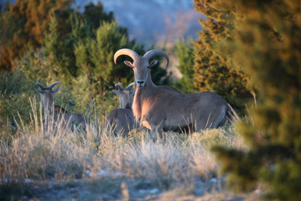 20232024 Barbary Sheep Hunting Forecast New Mexico Wildlife magazine