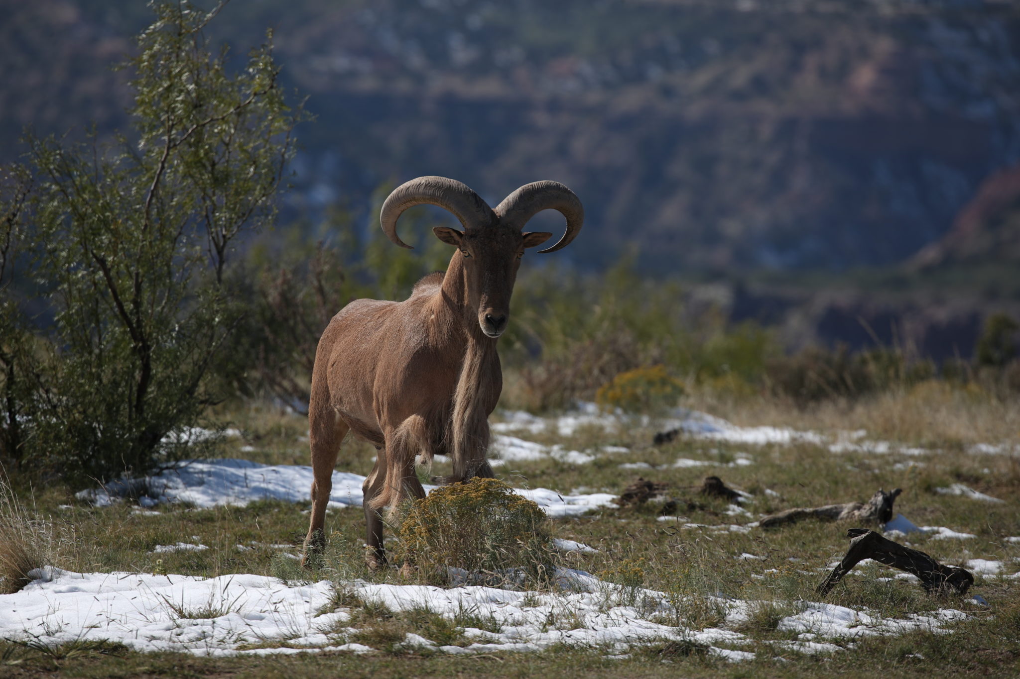 20232024 Barbary Sheep Hunting Forecast New Mexico Wildlife magazine