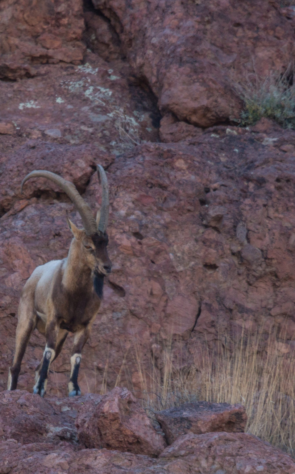 20232024 Ibex Hunting Forecast New Mexico Wildlife magazine