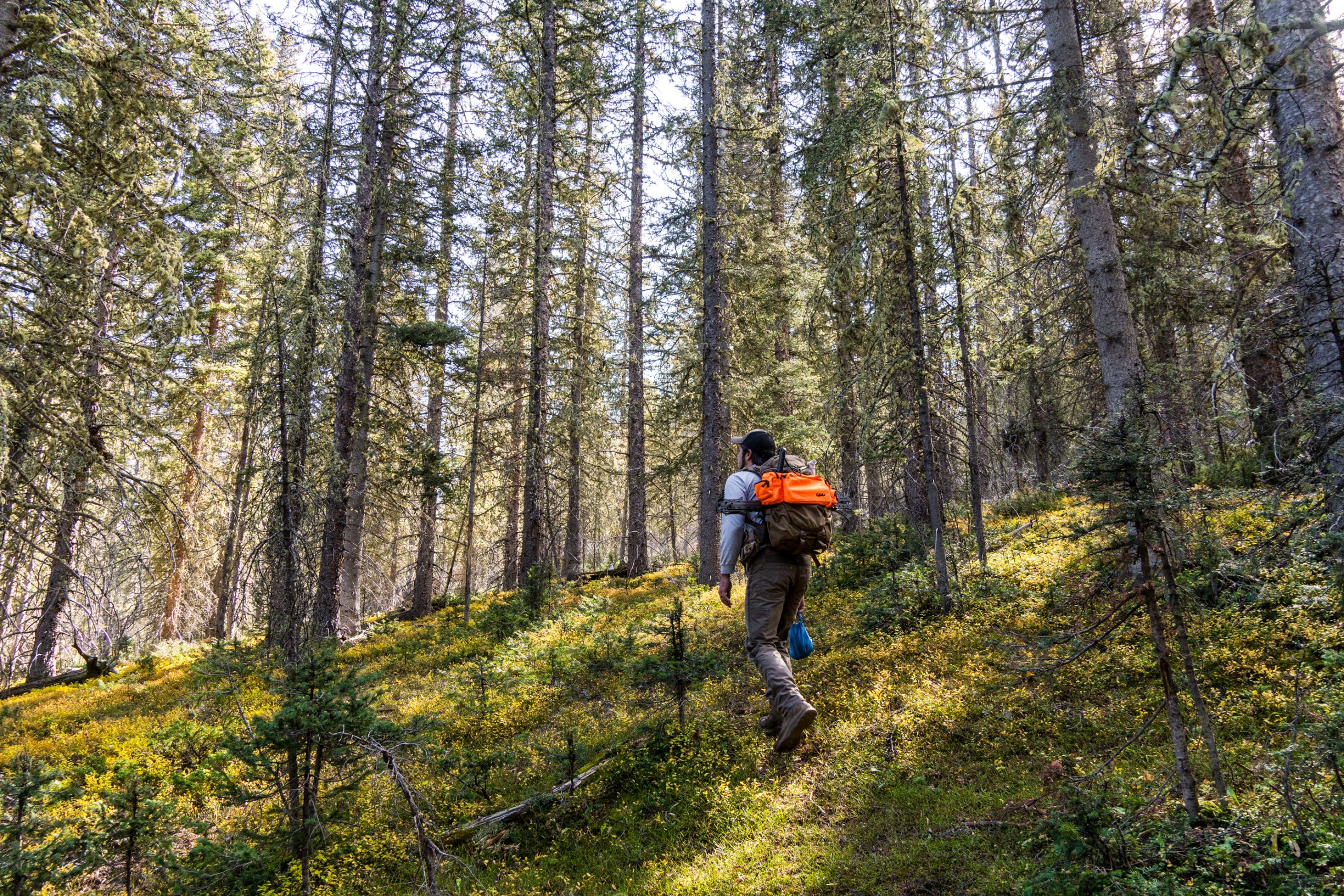 Nick walks through the forest to pick a site. 