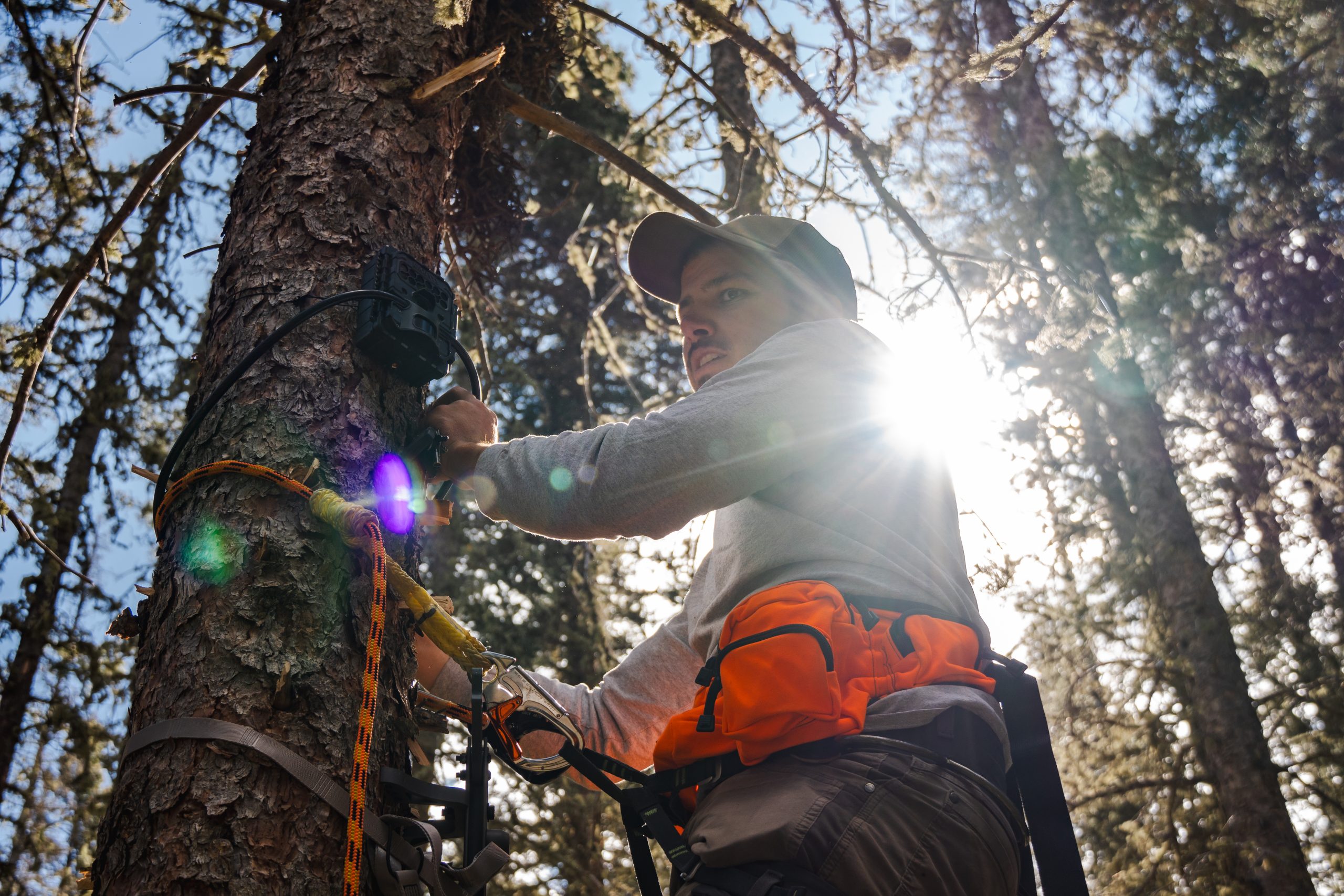 NMDGF Employee climbing a tree to set a camera. 