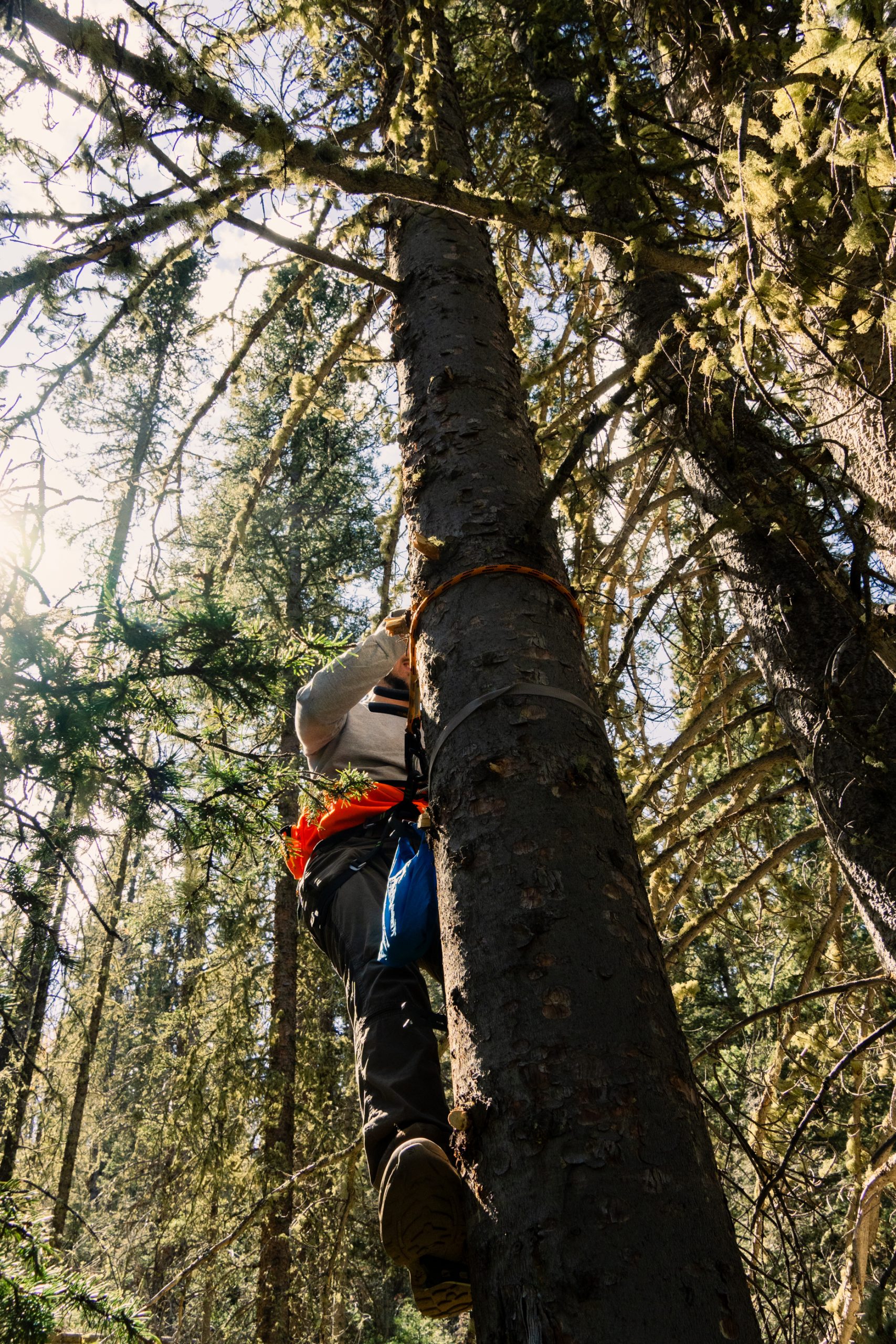 Nick placing another camera high in the tree. 