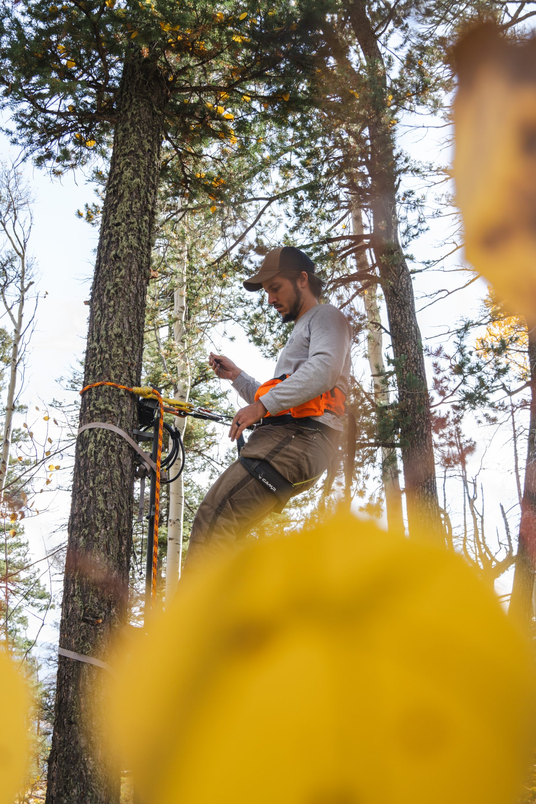 Nick climbing another tree. 