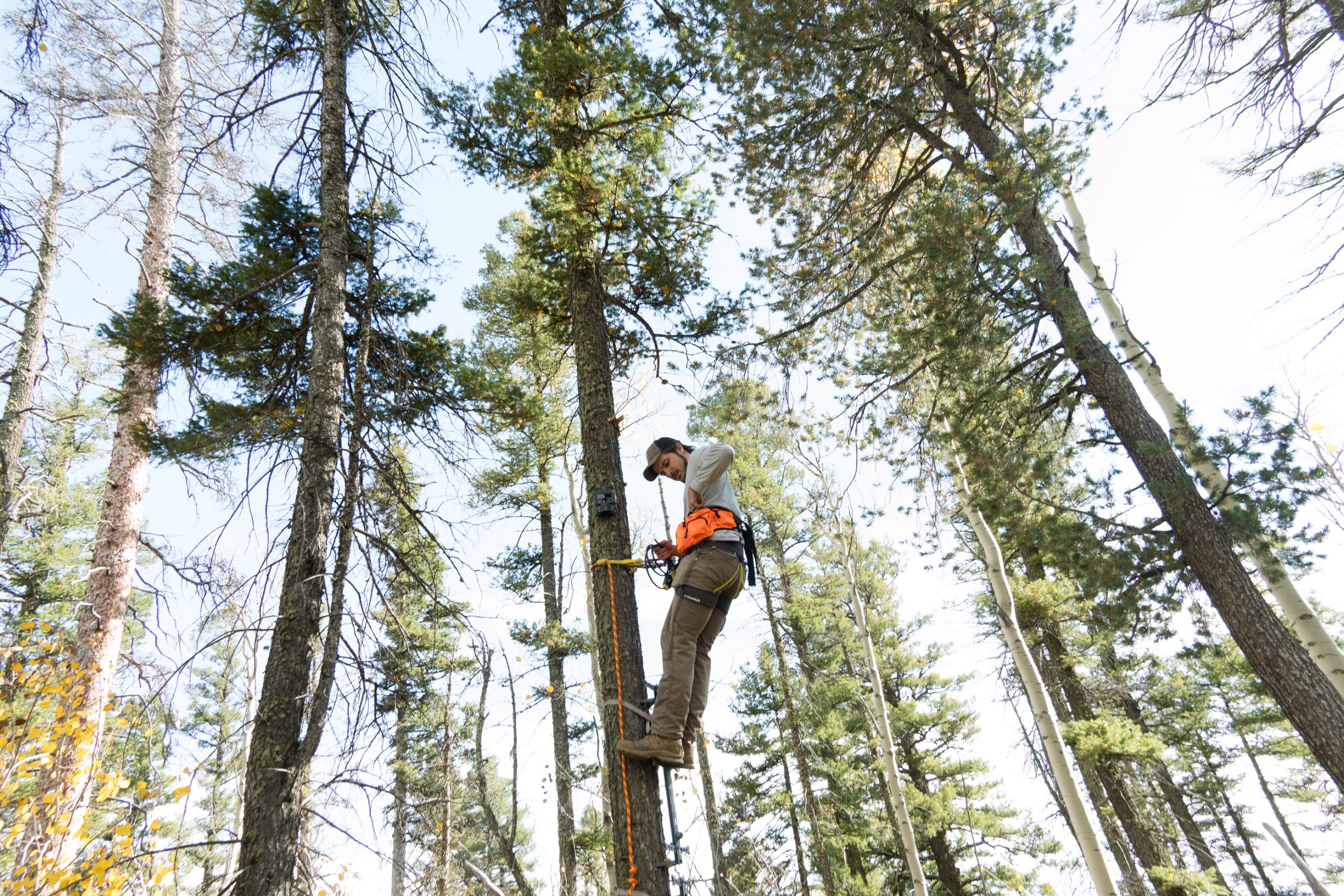 Nick 15 feet up in a tree.