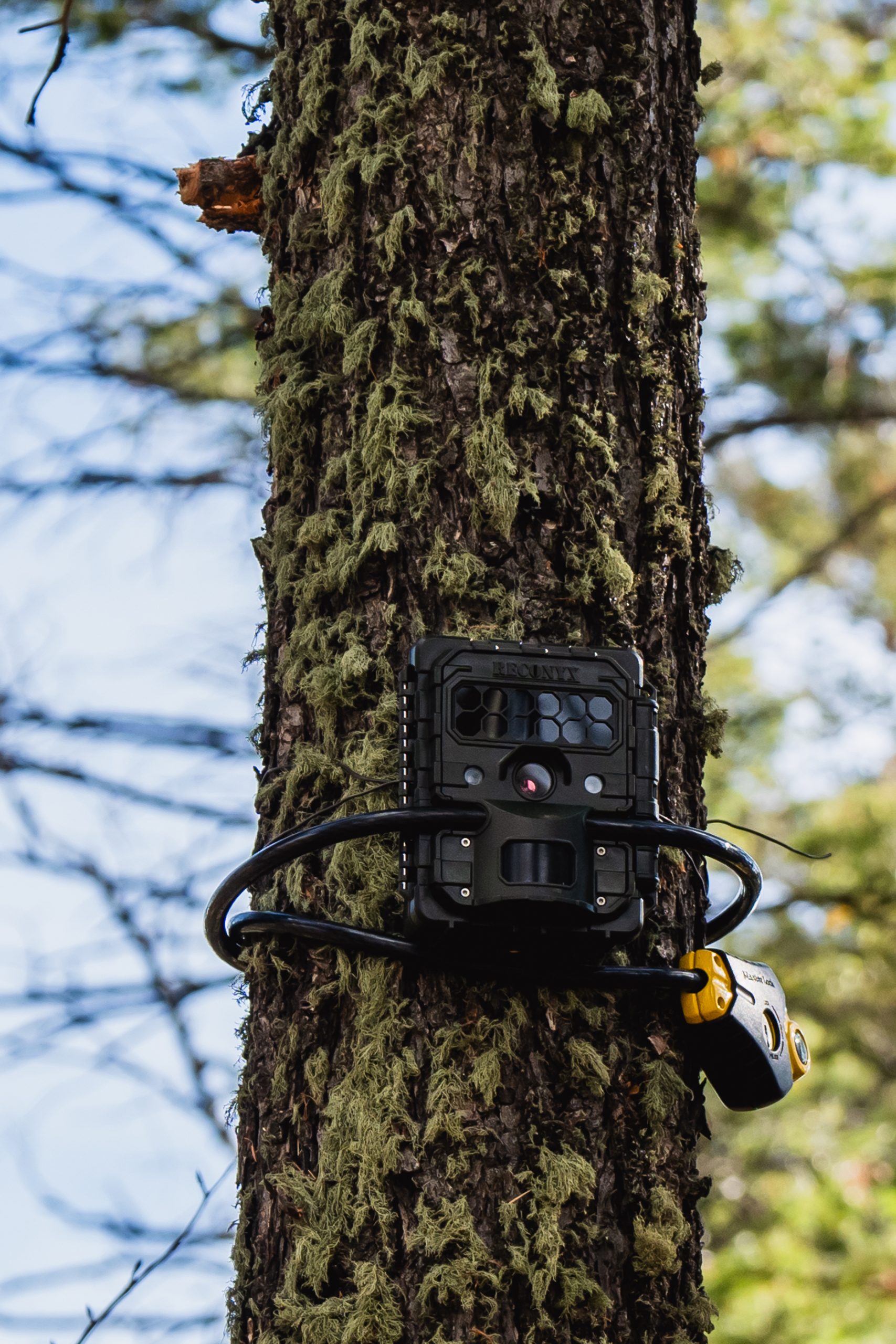 A trail camera up in a tree. 