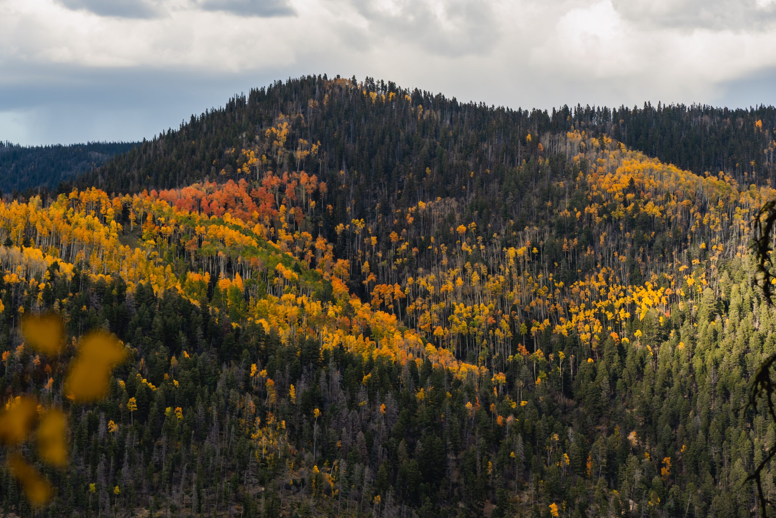 Photo of golden leaves in the mountains. 