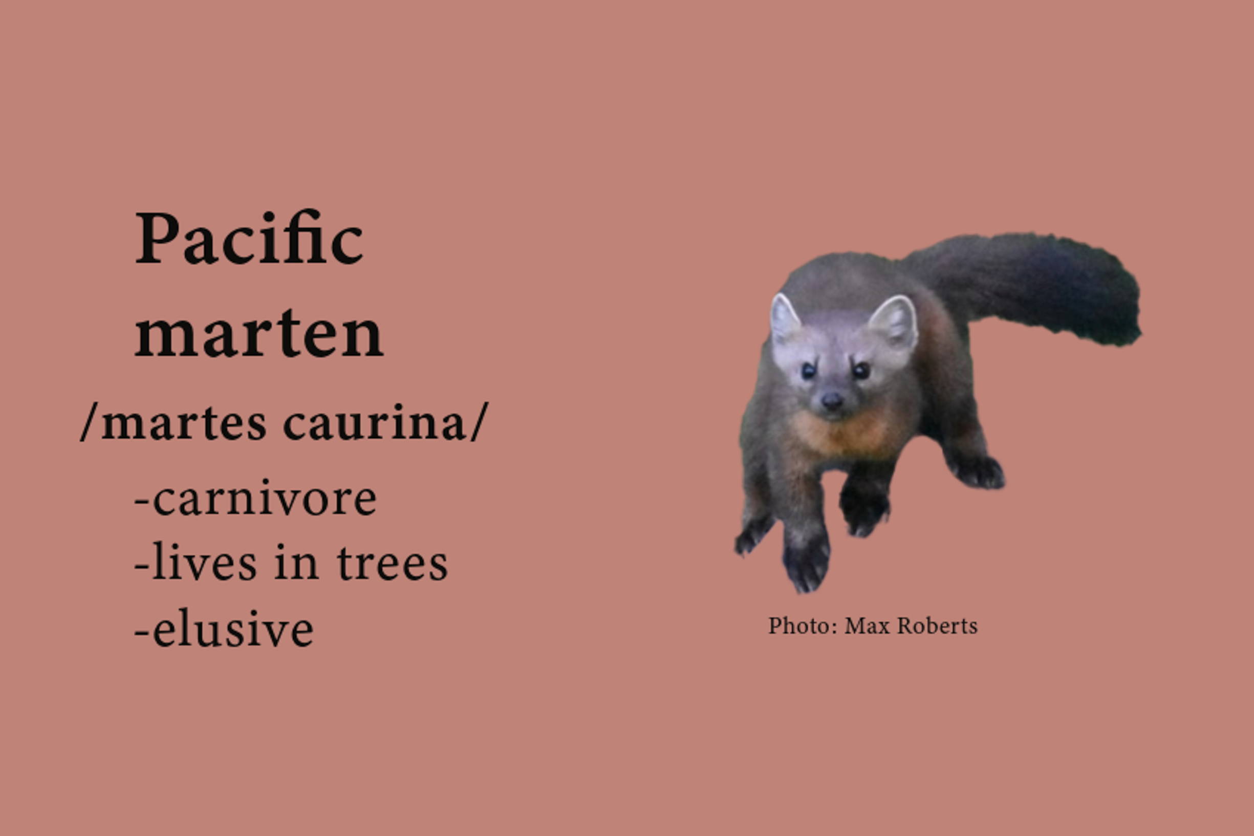 Photo of a Pacific Marten with a description that reads martes caurina, carnivore, lives in trees, elusive. 